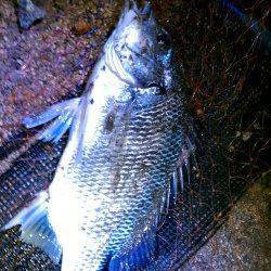 雨の合間にチヌ・キビレゲーム〜ボトムずるずるで、ドスン！