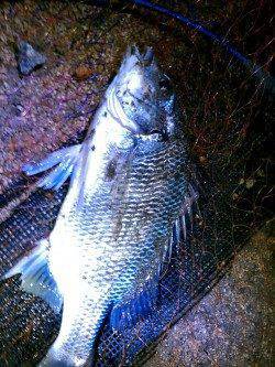 雨の合間にチヌ・キビレゲーム〜ボトムずるずるで、ドスン！