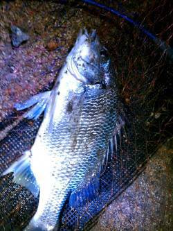 雨の合間にチヌ・キビレゲーム〜ボトムずるず…