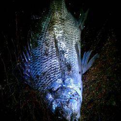 雨の合間にチヌ・キビレゲーム〜ボトムずるずるで、ドスン！