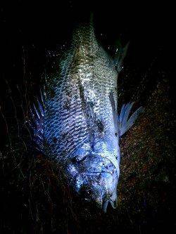 雨の合間にチヌ・キビレゲーム〜ボトムずるずるで、ドスン！