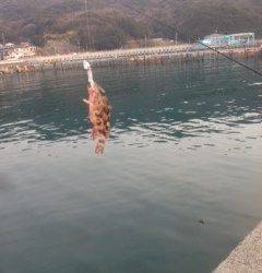 デートでロックフィッシュ♪ 岬公園〜小島漁港