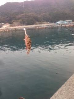 デートでロックフィッシュ♪ 岬公園〜小島漁港