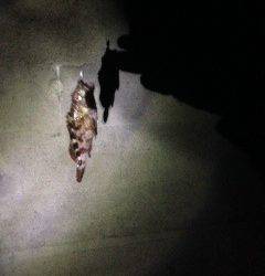 ベイトフィネスで狙うロックフィッシュ in 田ノ浦漁港