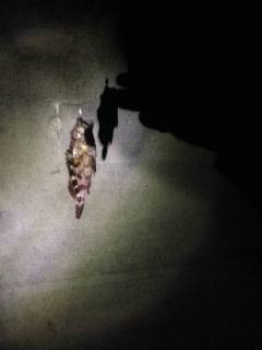 ベイトフィネスで狙うロックフィッシュ in 田ノ浦漁港