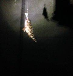 ベイトフィネスでボトムスイミング〜ガシラ3時間で7匹