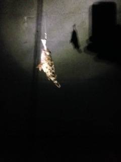 ベイトフィネスでボトムスイミング〜ガシラ3時間で7匹