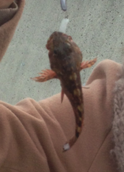 デートでロックフィッシュ♪ 岬公園〜小島漁港