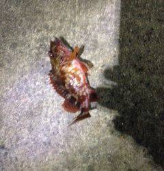 ベイトフィネスで狙うロックフィッシュ in 田ノ浦漁港