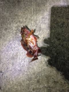 ベイトフィネスで狙うロックフィッシュ in…