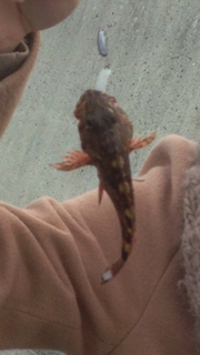 デートでロックフィッシュ♪　岬公園〜小島漁…