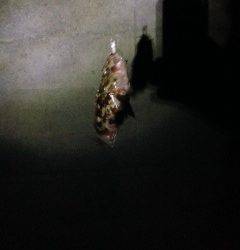 ベイトフィネスでボトムスイミング〜ガシラ3時間で7匹