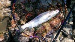 三尾の地磯でお見事サクラマス!他カレイ