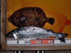 三尾の地磯でお見事サクラマス!他カレイ