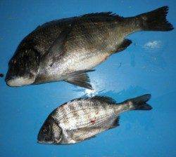 上佐波賀イカダでチヌ50.2cm！