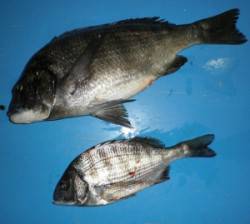 上佐波賀イカダでチヌ50.2cm！