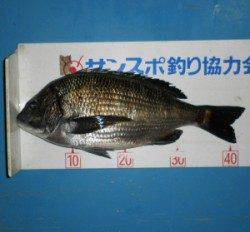 上佐波賀イカダでチヌ50.2cm！