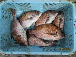 田井の海上釣堀にてマダイ釣れています