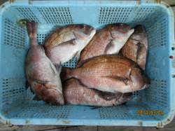 田井の海上釣堀にてマダイ釣れています