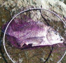 日引磯でチヌ48.6cmを頭に４匹