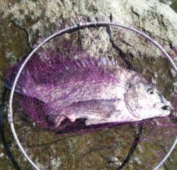 日引磯でチヌ48.6cmを頭に４匹