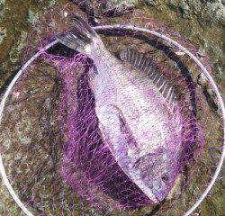 日引磯でチヌ48.6cmを頭に４匹