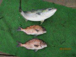 7日：田井観光フィッシング、釣り堀でメジロとマダイの釣果☆