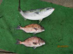 7日：田井観光フィッシング、釣り堀でメジロ…