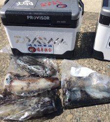 オオ島にてヤエンとエギングでアオリイカ釣果