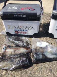 オオ島にてヤエンとエギングでアオリイカ釣果…