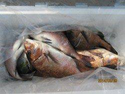 9日：田井観光フィッシング　海上釣堀　釣果情報