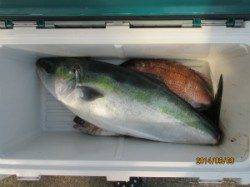 9日：田井観光フィッシング　海上釣堀　釣果情報