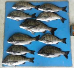 磯チヌは好調！ 日引磯にて50.3cmを頭…