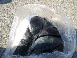 双子の親・沖のカンゴメにて腹ボテのグレ釣れてます