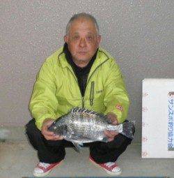 日引磯でフカセ釣り「来ればチヌ」で釣りやすい状況♪