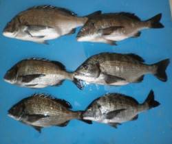 日引磯でフカセ釣り「来ればチヌ」で釣りやす…