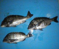 上瀬の地磯でチヌ50.3cm