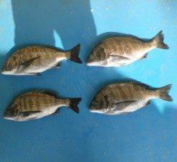 上瀬の地磯でチヌ50.3cm