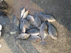 串本の磯　フカセでグレの釣果