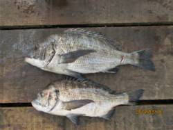 田井の一文字でチヌ54cm&46c…