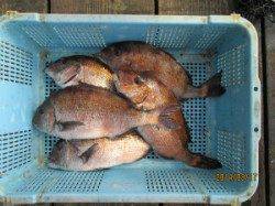 田井の釣り堀でタイ大漁♫