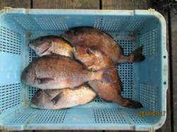 田井の釣り堀でタイ大漁♫