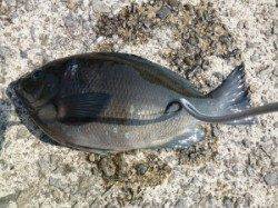 神谷沖一文字、カゴ釣りにてグレ27cm