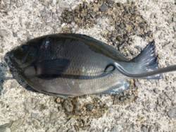 神谷沖一文字、カゴ釣りにてグレ27cm