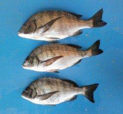 日引磯のチヌ好調キープです