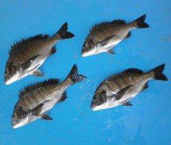 日引磯のチヌ好調キープです