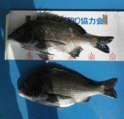 舞鶴湾内でチヌ釣れ出しました！ 平や佐波賀で良型