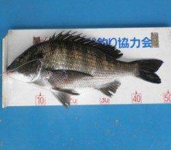 舞鶴湾内でチヌ釣れ出しました！ 平や佐波賀で良型