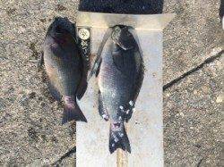 串本の磯、カナトコ・ジンヨモの壁のグレ釣果