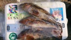 投げ釣りでアイナメ４本！！ 三尾の磯・松ケ…